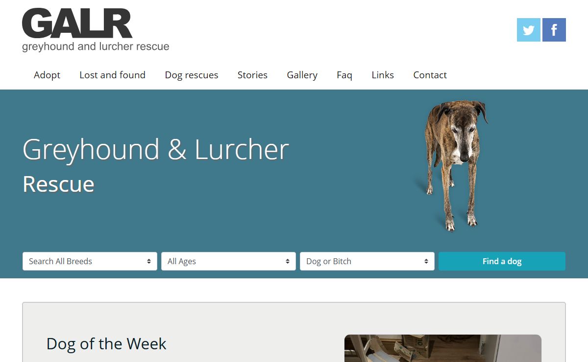 Greyhound and Lurcher Rescue in the UK