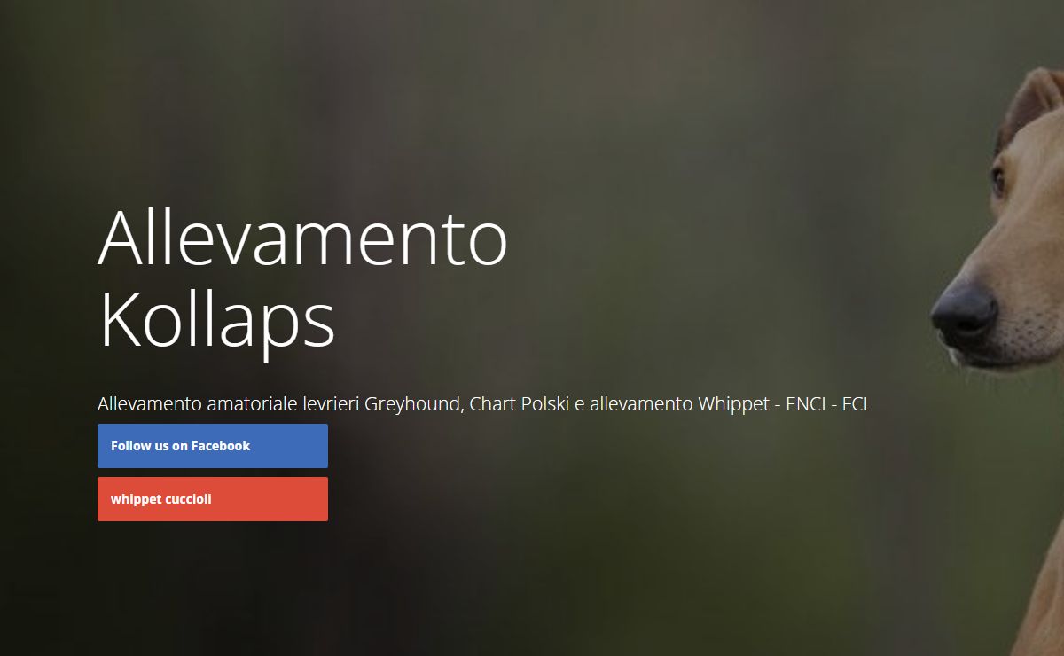 Kollaps allevamento levrieri greyhound e allevamento whippet