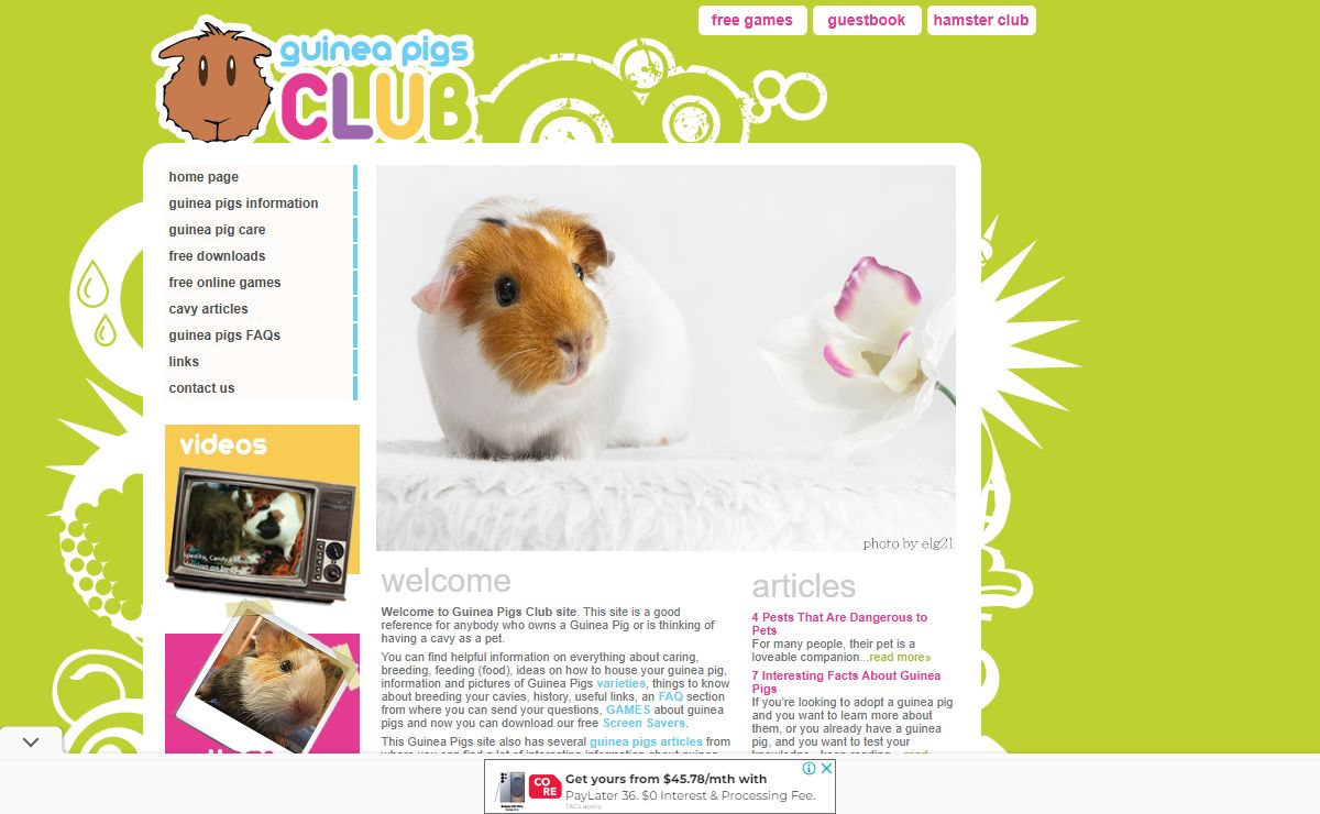 Guinea Pigs Club :: Cavies, Cavy Varieties, Games, Pictures, FAQ's and more