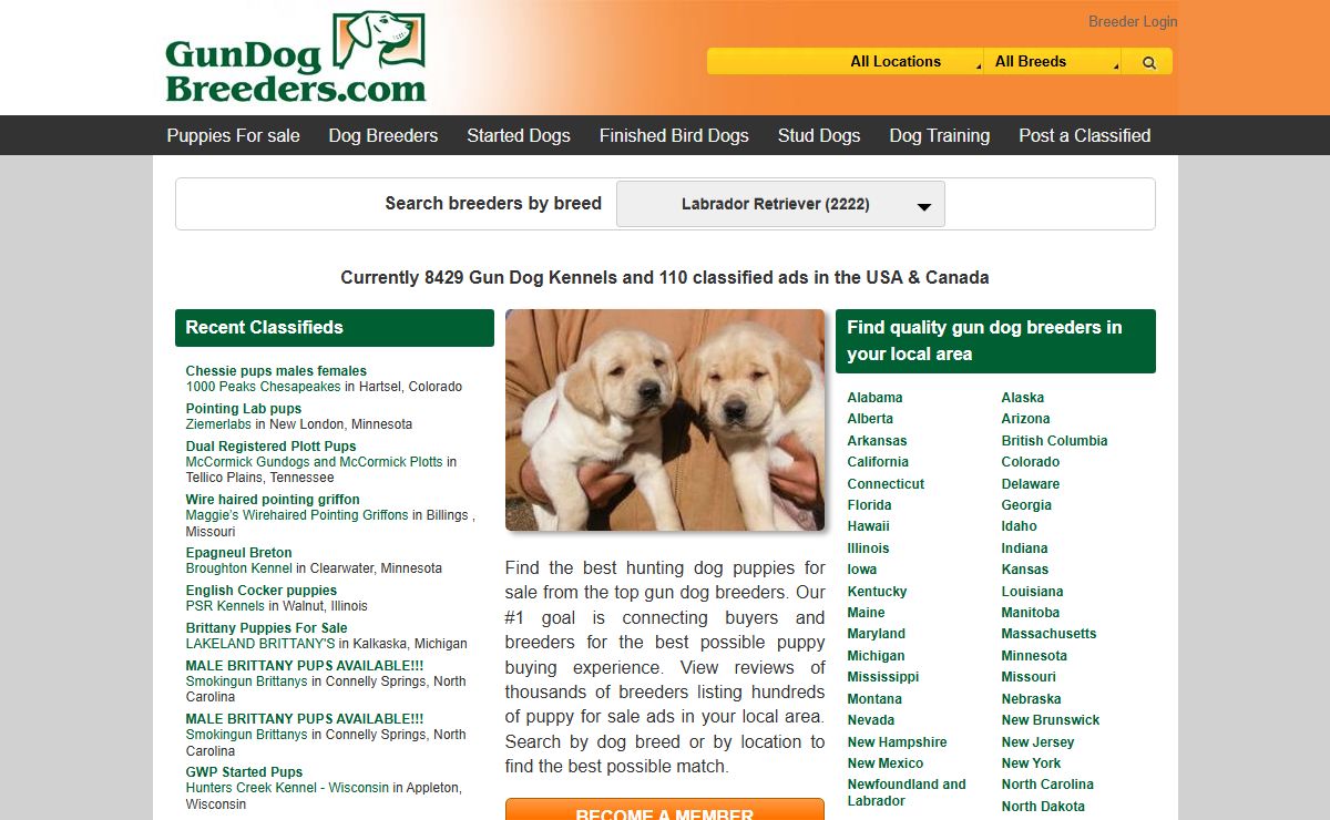Puppies for Sale - Gun Dog Breeders