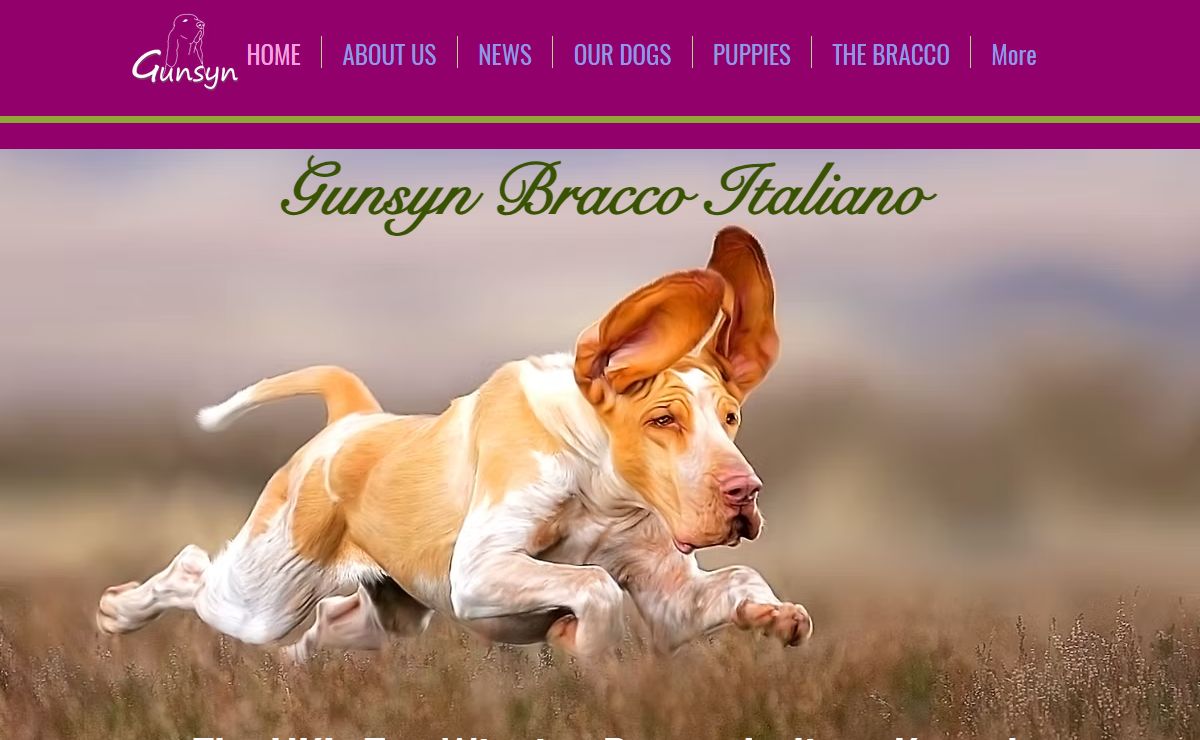 Gunsyn Gundogs | Bracco italiano
