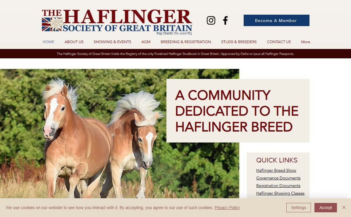 HOME | Haflinger Society of Great Britain | United Kingdom