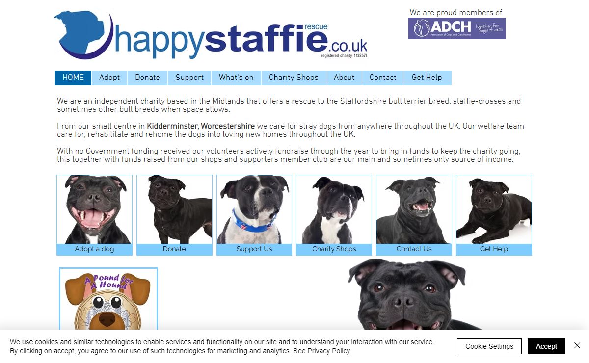 Happy Staffie Rescue | Adopt A Dog | Worcestershire