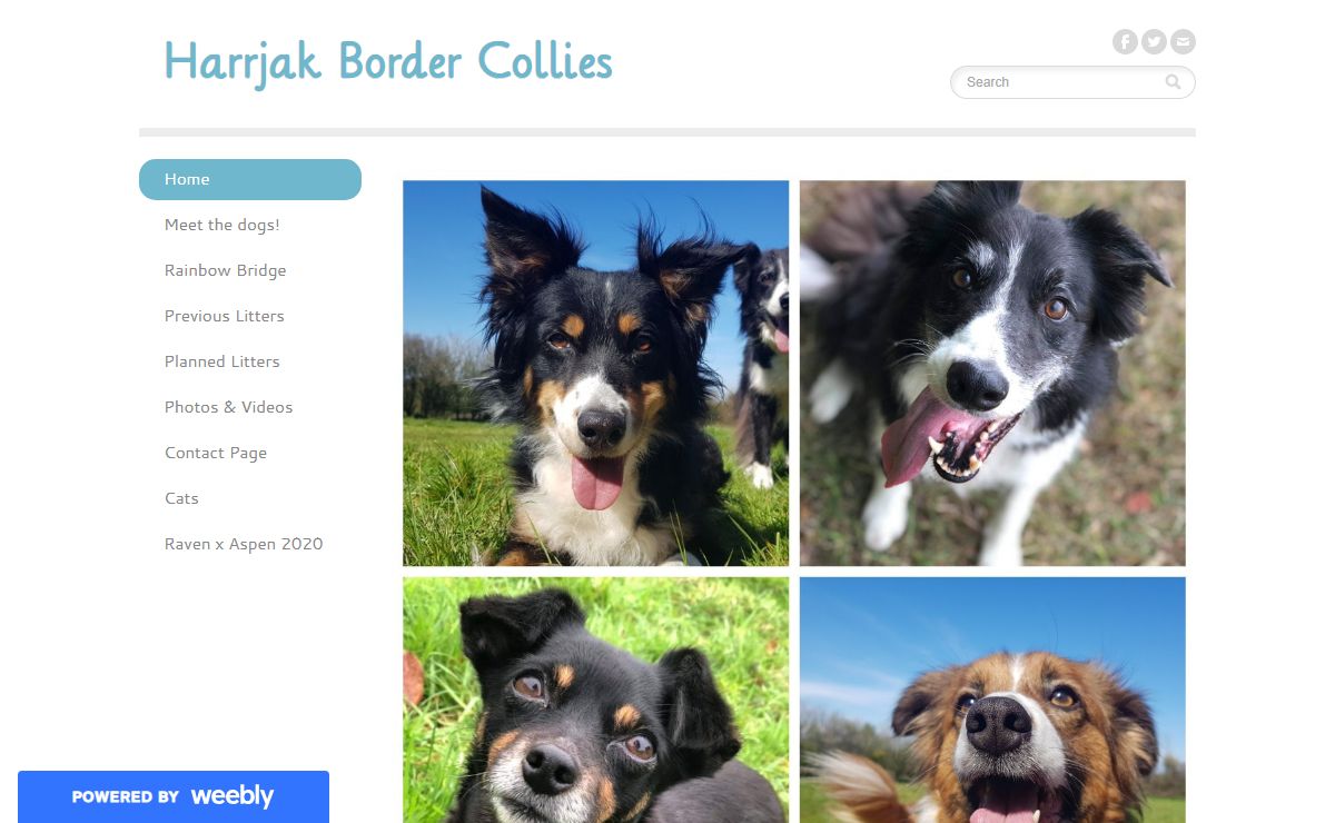 Harrjak Border Collies - Home