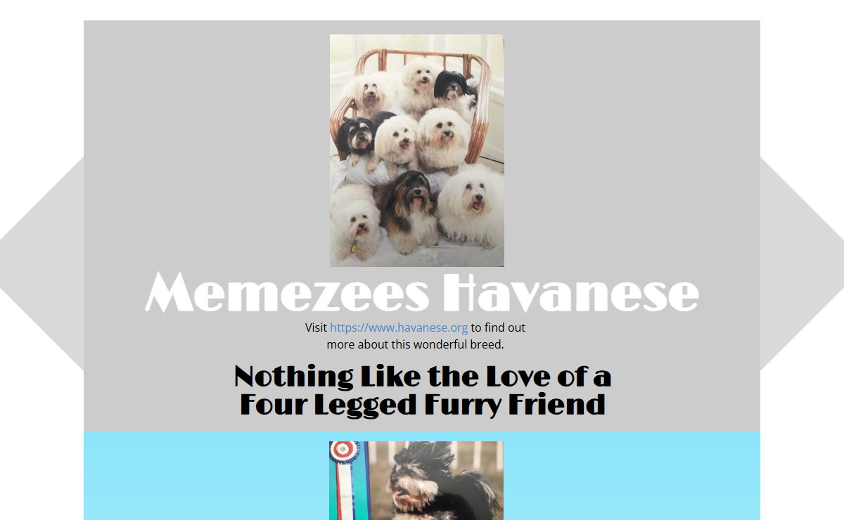 Havanese