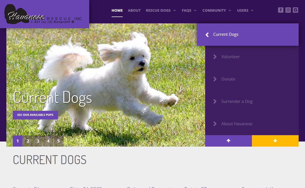 Havanese Rescue