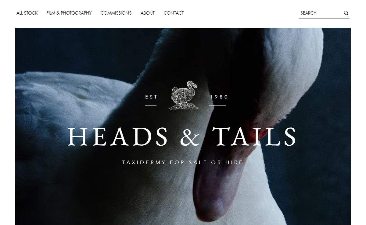 UK | England | Heads & Tails Taxidermy