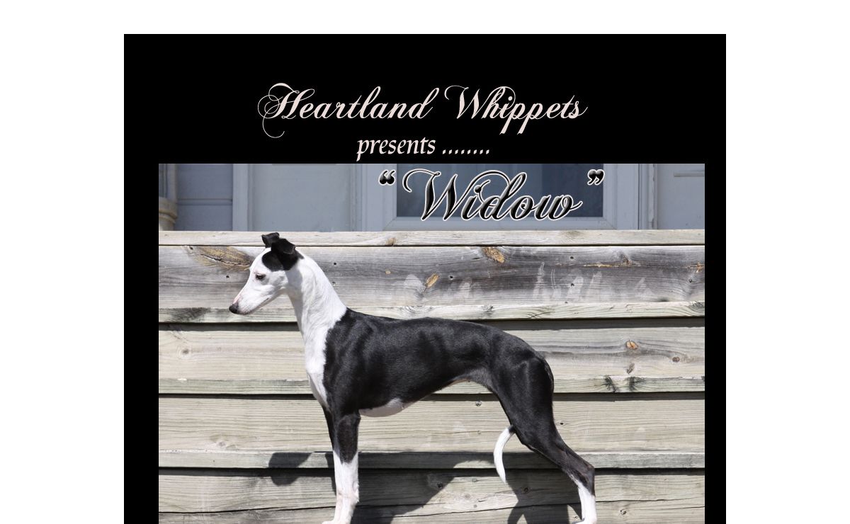Heartland Whippets