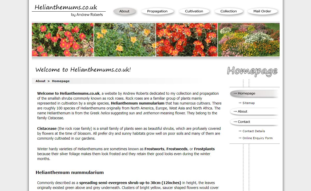 Helianthemums [Helianthemum] by Andrew Roberts