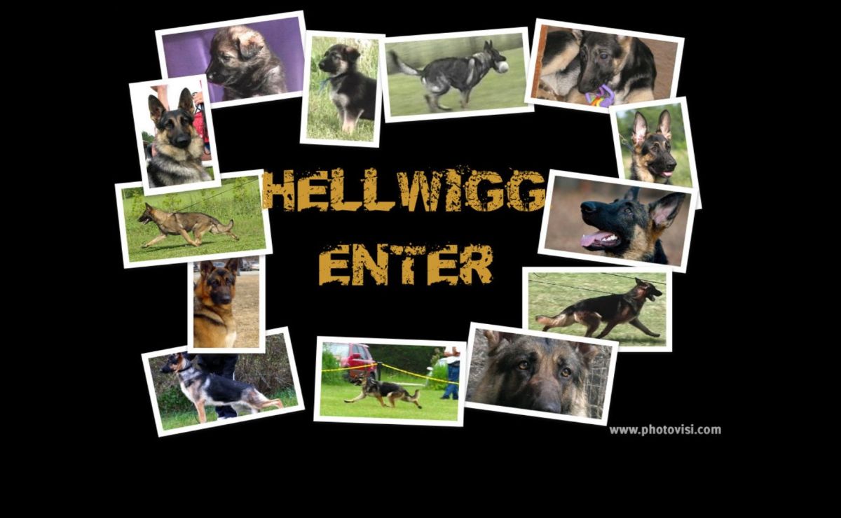 Hellwigg Enter