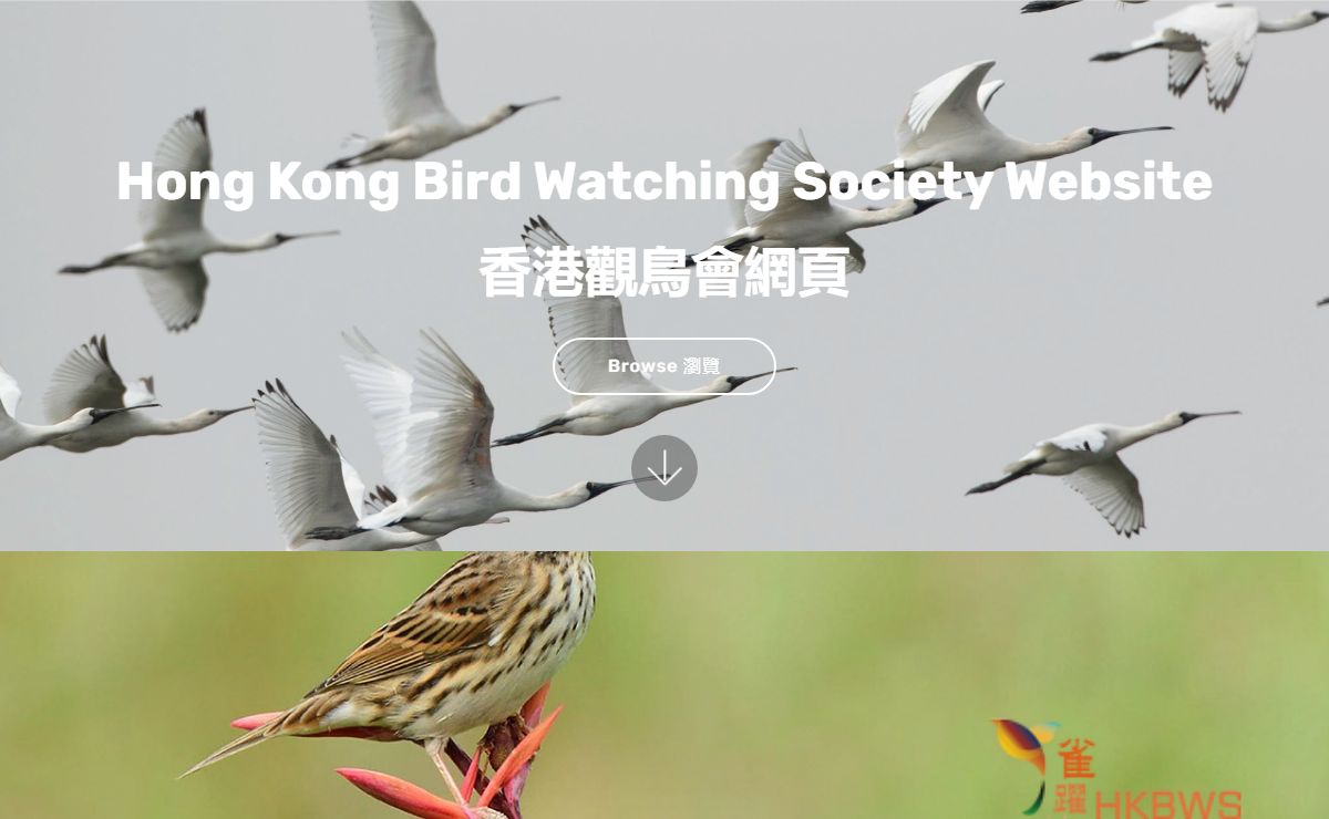 HKBWS 香港觀鳥會