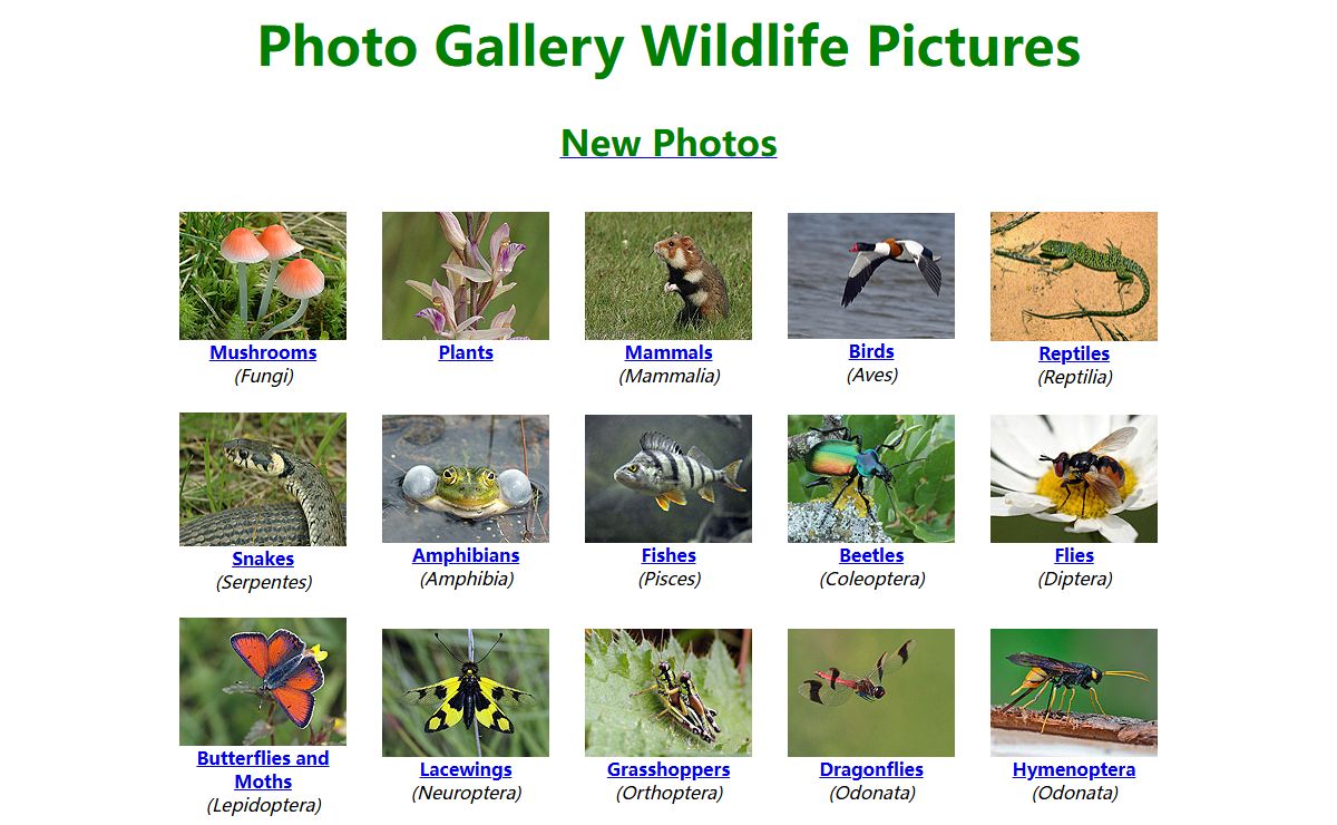 Wildlife Photo Gallery Birds Mammals Plants - Hlasek