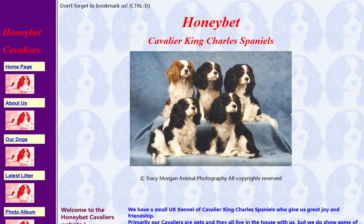 Honeybet Cavalier King Charles Spaniels