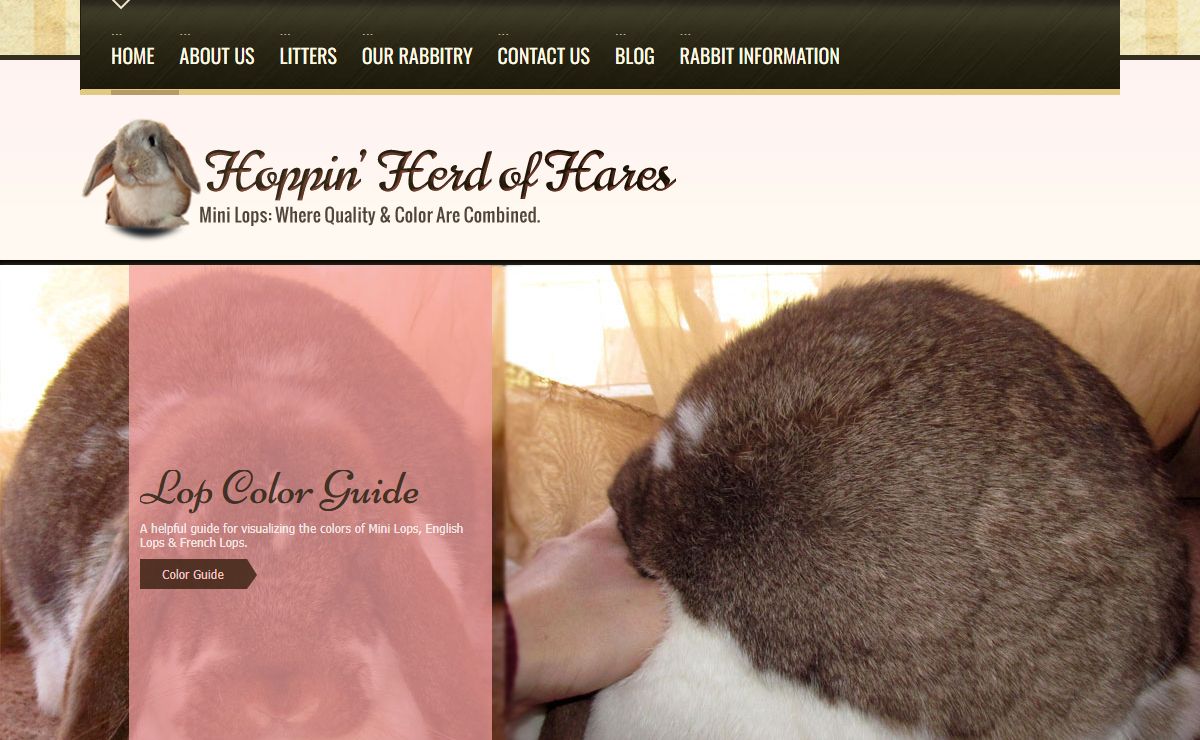 Hoppin' Herd of Hares ~ Mini Lops with Type & Color, Oklahoma