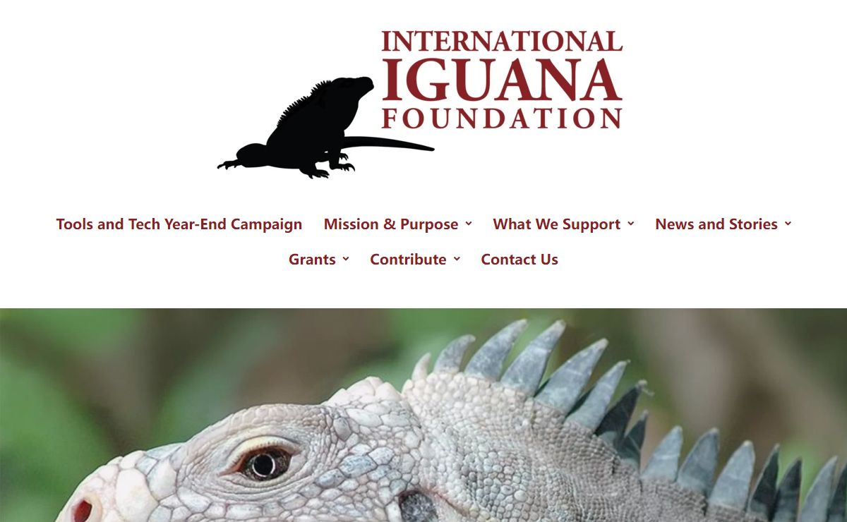 International Iguana Foundation - Committed to preventing Iguana extinctions