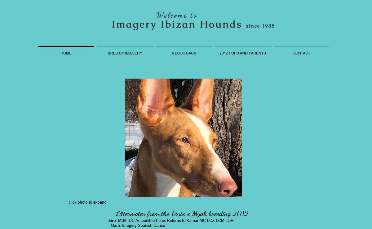 Imagery Ibizan Hounds