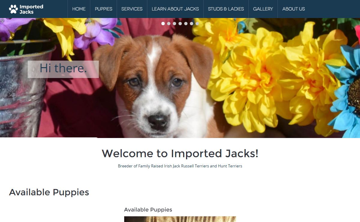 Irish Jack Russell Breeders | Irish Terrier Dogs
