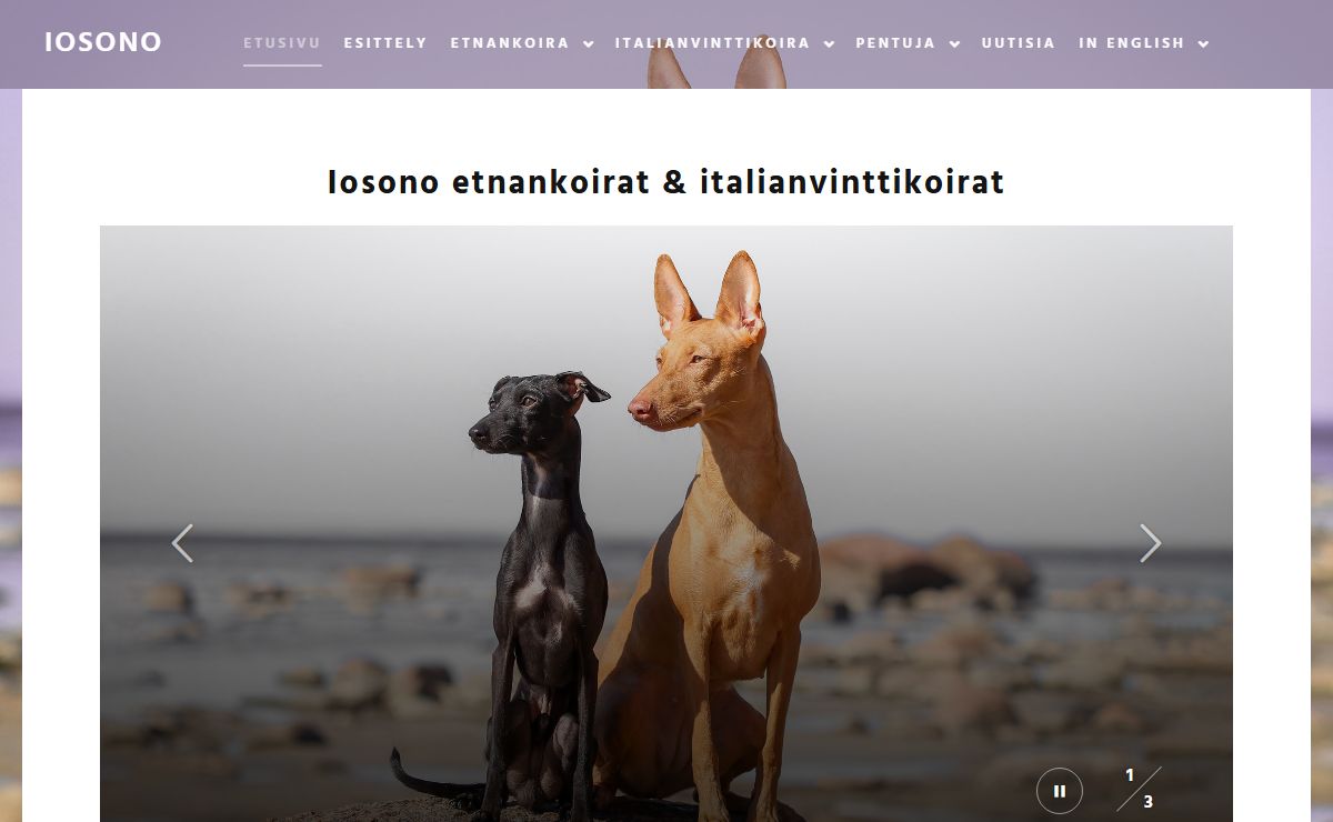 Iosono – Cirneco dell'Etnas since 1997 & Italian Greyhounds since 1999