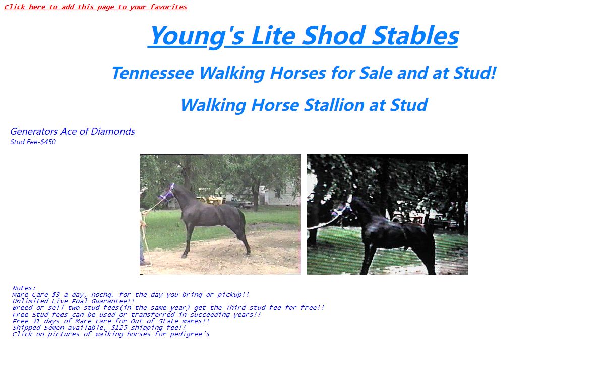 Tennessee walking horse