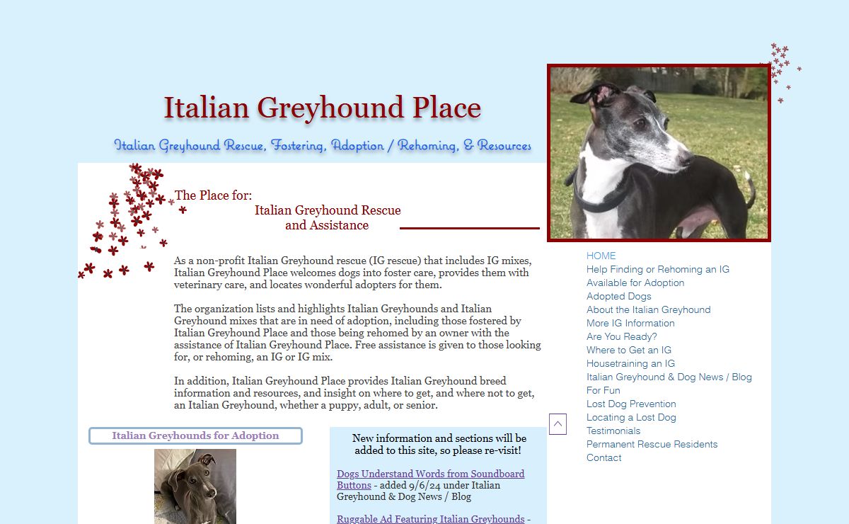 Italian Greyhound Rescue and Adoption | Italian Greyhound Place | United States