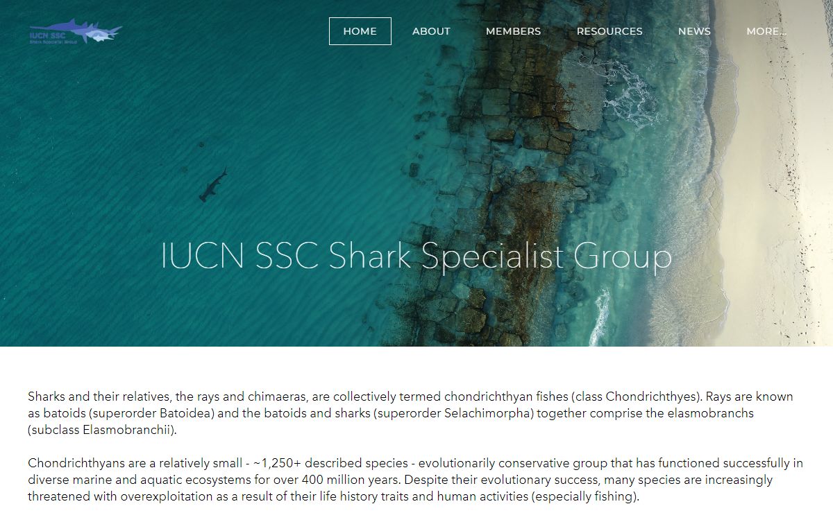IUCN SSC Shark Specialist Group - Home