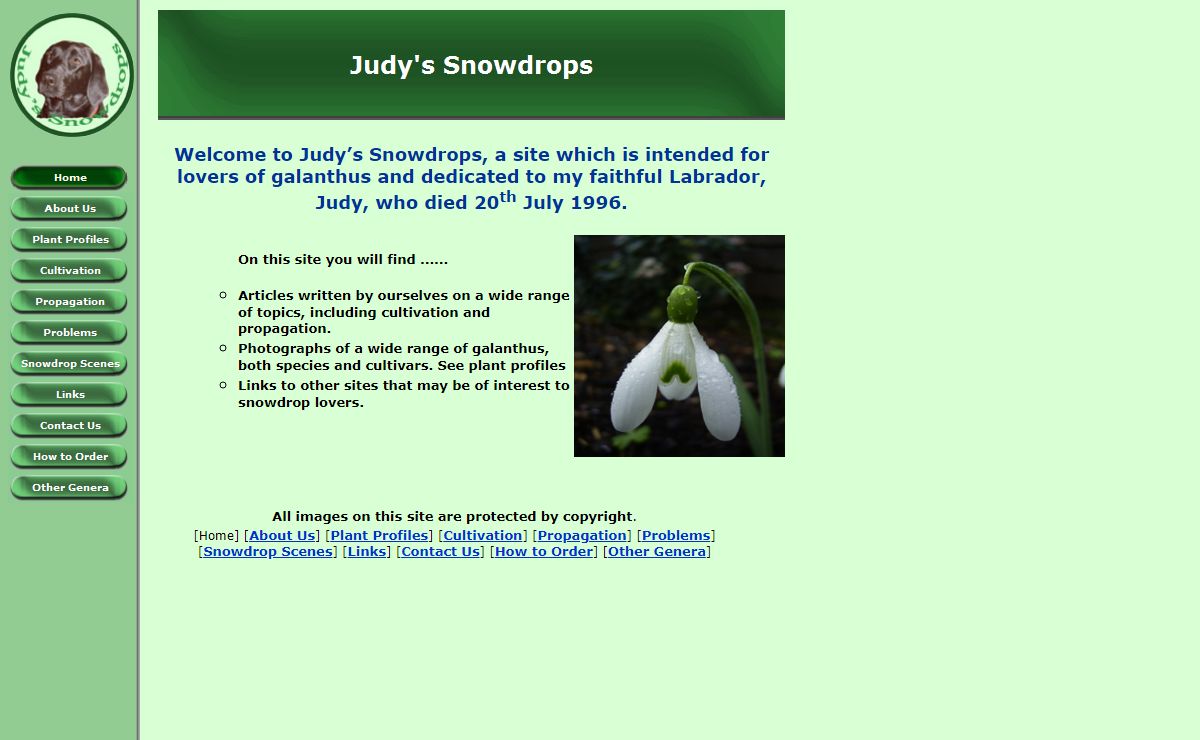 Judy's Snowdrops - Home