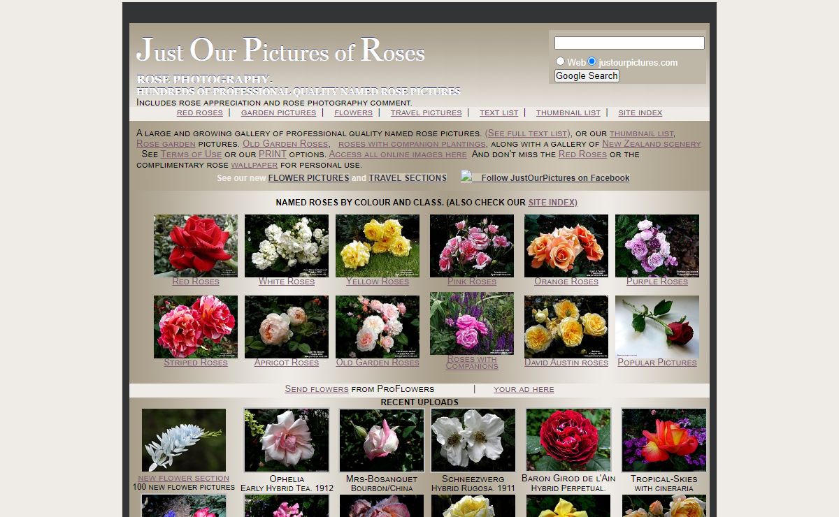 Just our Pictures ~ Roses ~