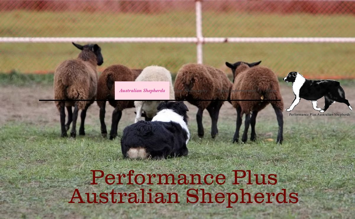 Performance Plus Australian Shepherds | ontario australian shepherd breeder | Ontario, Canada