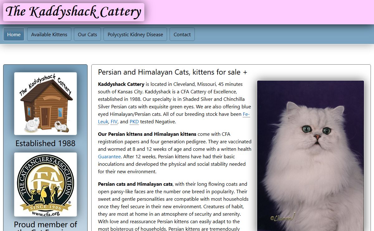 Persian and Himalayan Kittens For Sale | The Kaddyshack Cattery