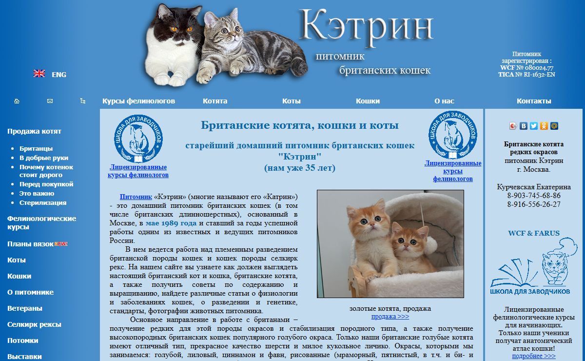 Британские котята, кошки и коты. Старейший питомник британских кошек.