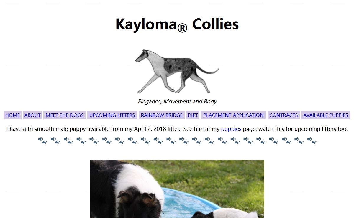 Kayloma Collies