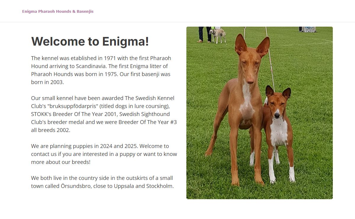 Enigma Pharaoh Hounds & Basenjis