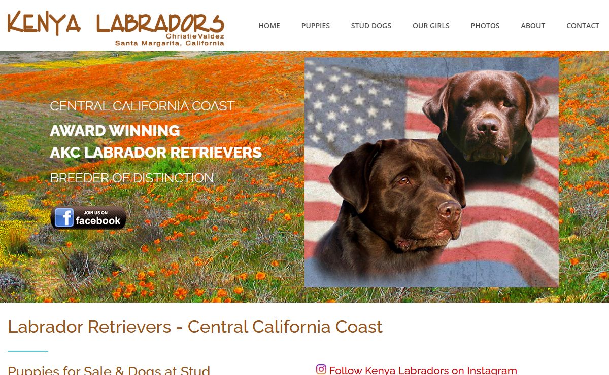 Labradors California English Lab Puppies Breeder | Fox Red Chocolate Black | Kenya Labradors