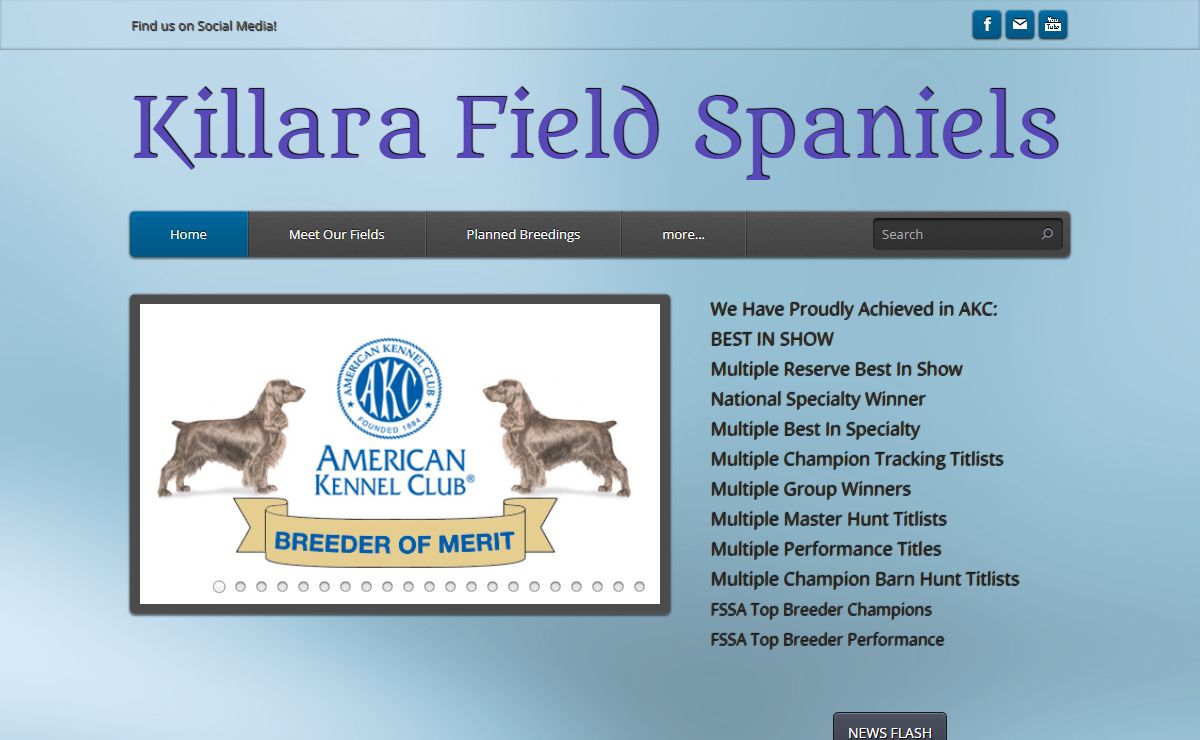 Killara Field Spaniels - Killara Field Spaniels