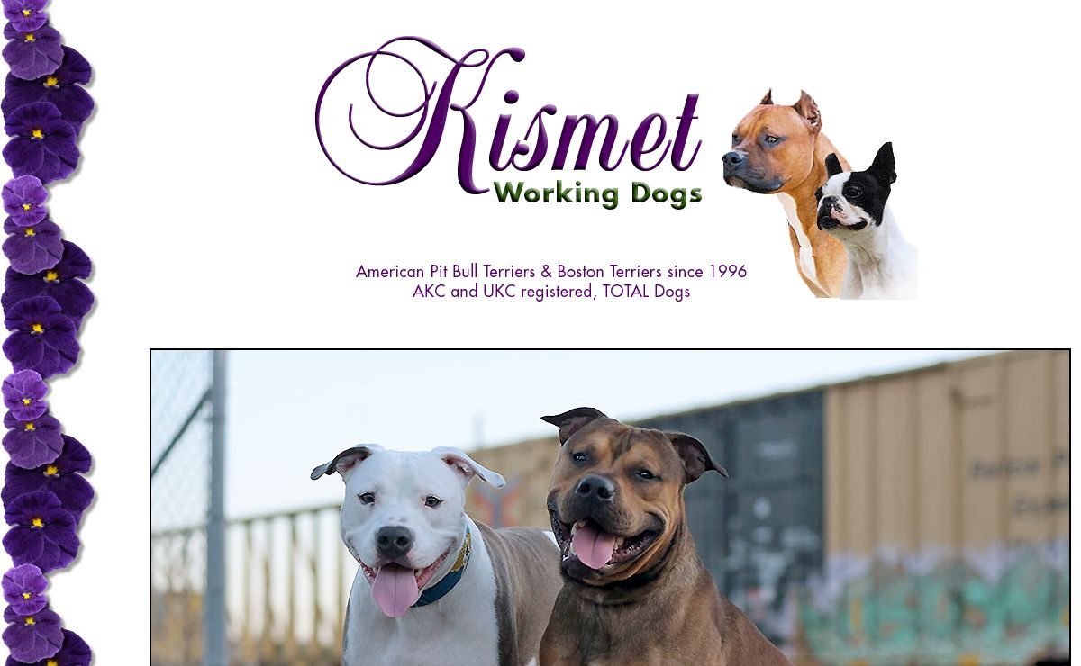 Kismet Working Dogs - American Pit Bull Terriers & Boston Terriers
