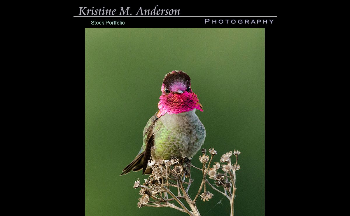 Kristine M. Anderson Photography -- Nature and Wildlife Photography