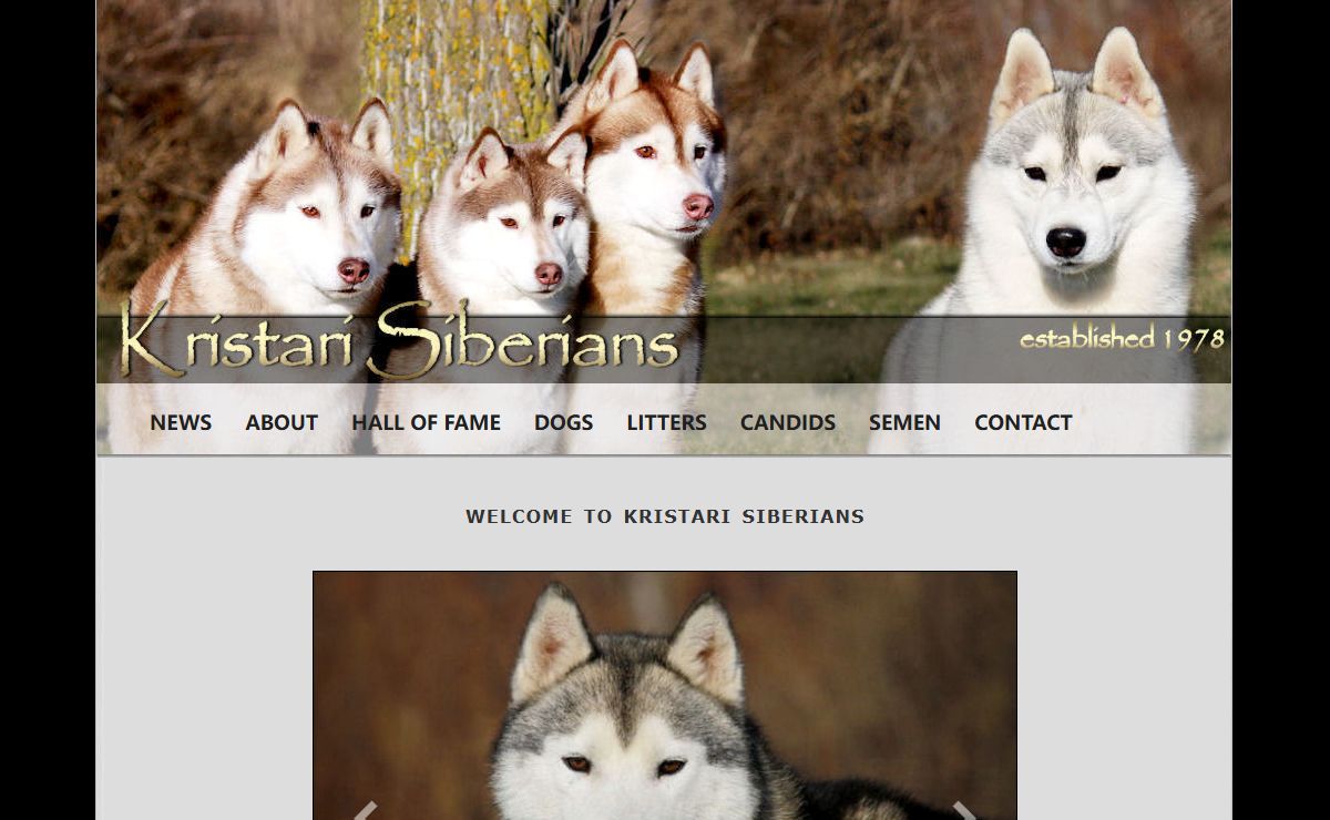 KRISTARI SIBERIANS