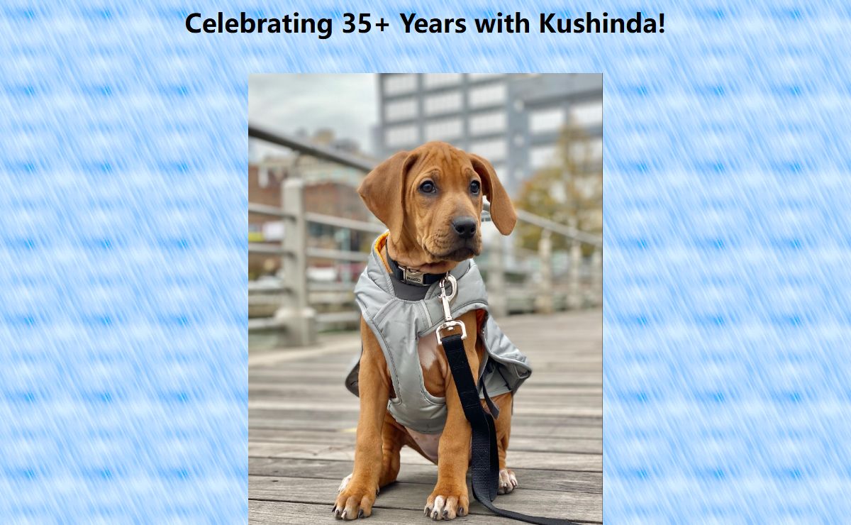 Kushinda Rhodesian Ridgebacks