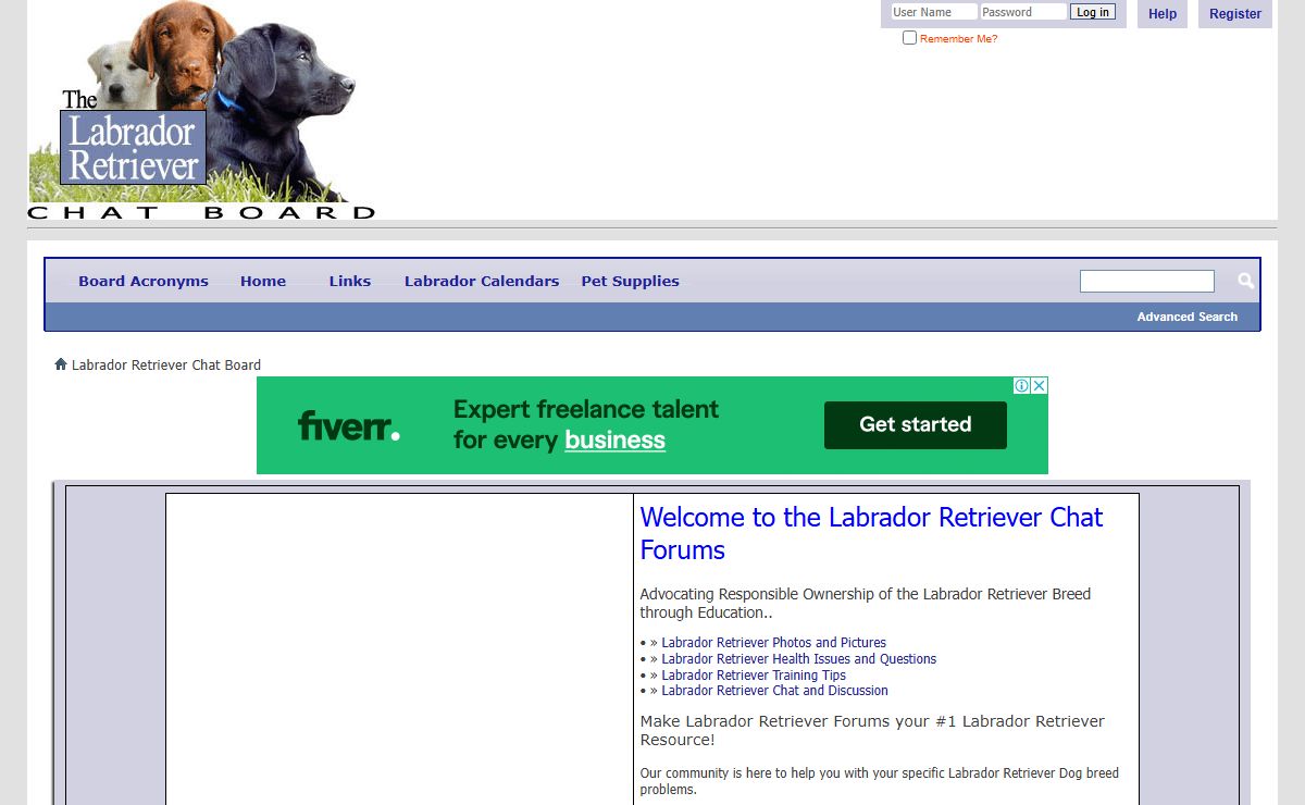 Labrador Retriever Chat Board