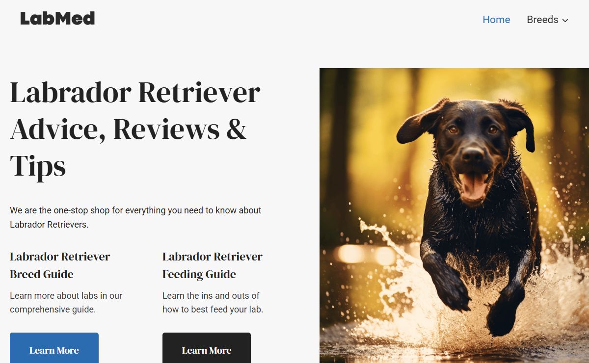 LabMed - Labrador Retriever Advice, Reviews & Tips