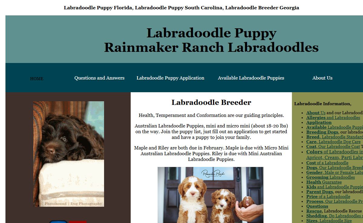 Labradoodle Puppies, Rainmaker Ranch Labradoodles FL, GA and SC