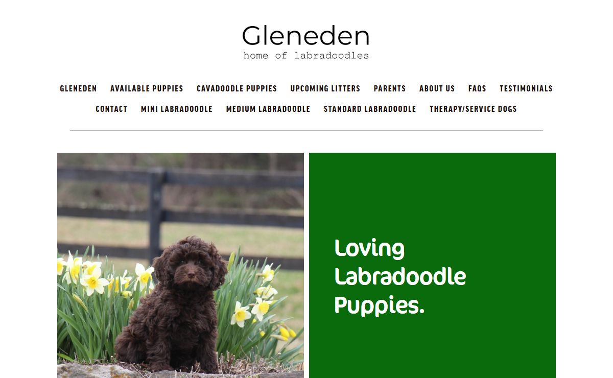 Mini & Standard Labradoodles for Sale | Gleneden Virginia Labradoodles