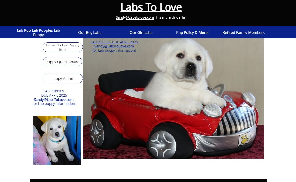 Lab Pups, white lab puppies, English Lab Puppy, Reputable breeder, AKC Quality Healthy Pups for sale, Snow White Polar Bear LabsToLove puppies for sale