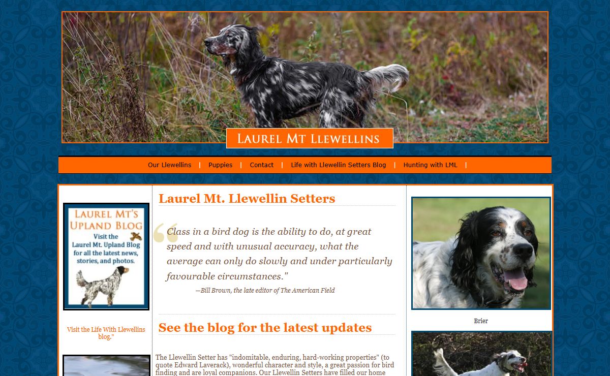 Laurel Mt Llewellin Setters::World Class Gun Dogs for the Serious Upland Bird Hunter