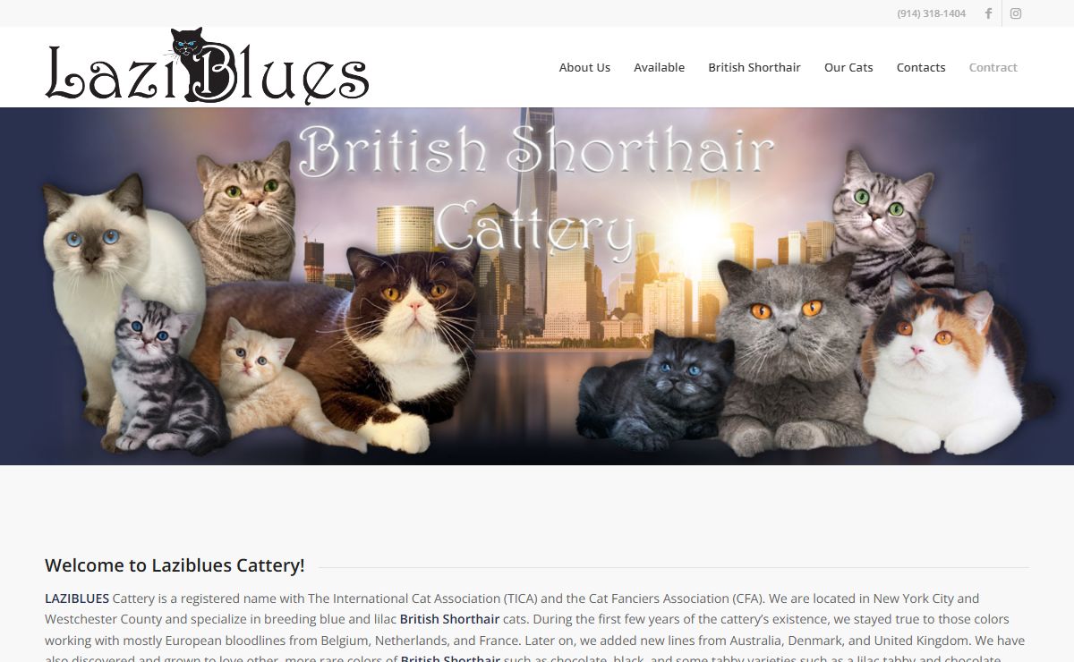 Laziblues – British shorthair cattery – Kittens New York
