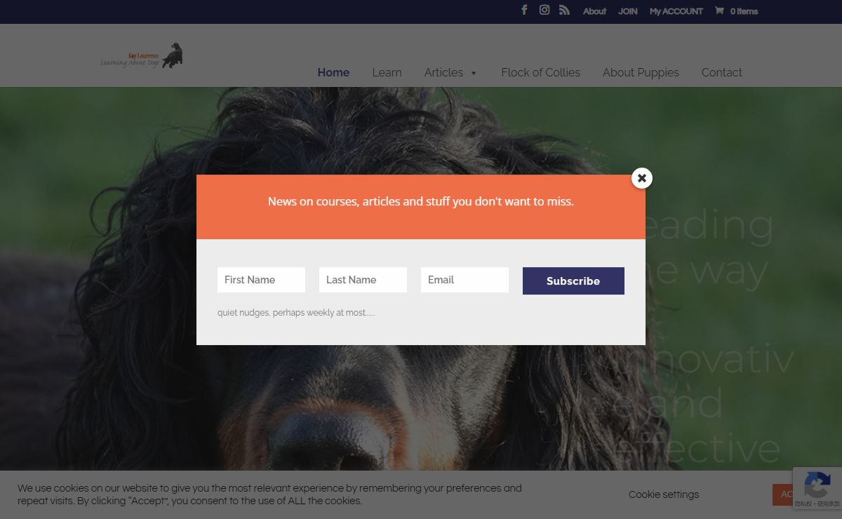 Kay Laurence | Learning About Dogs | Seeing With New Eyes