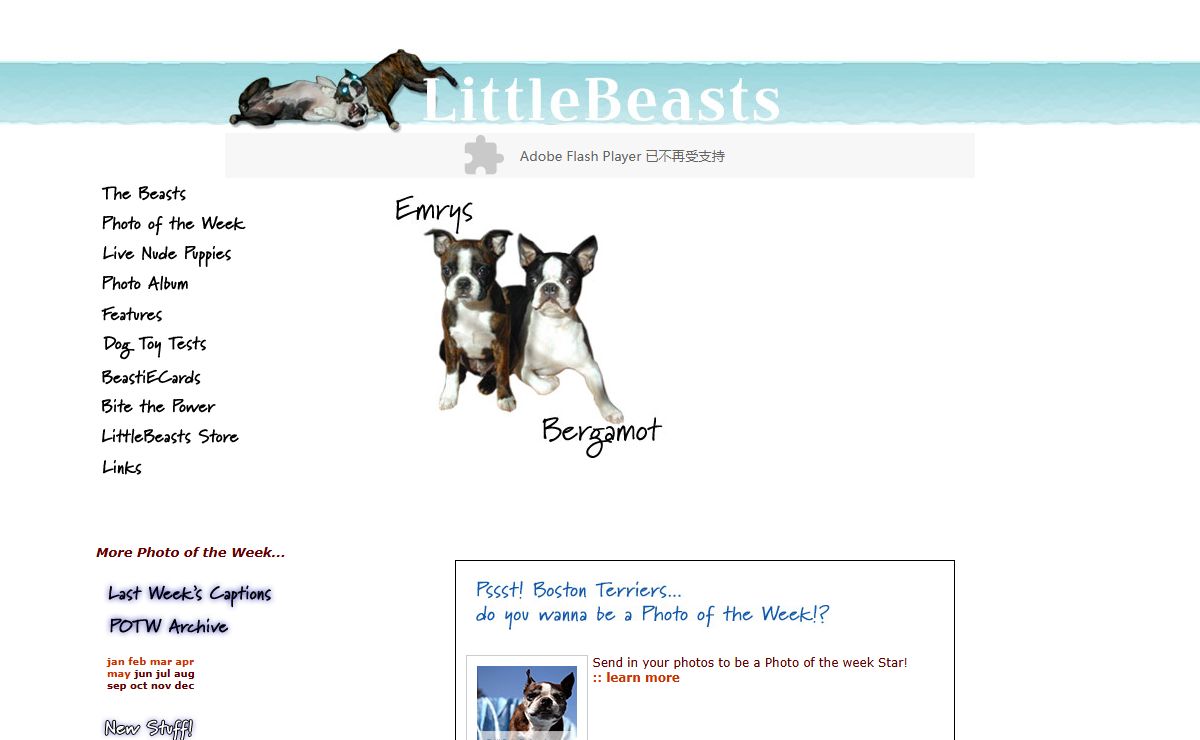 Boston Terriers Bergamot & Emrys