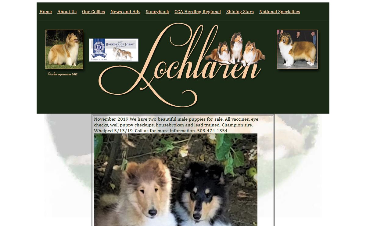 Lochlaren Collies: Main Page