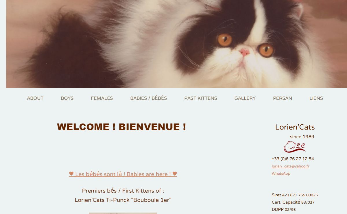 Lorien'Cats - HOME