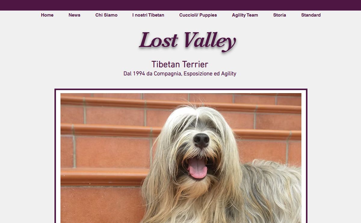 Cuccioli | Italia | Lost Valley - Allevamento Tibetan Terrier